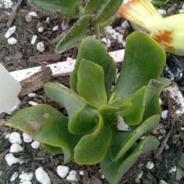 Crassula ovata 'Undulata'