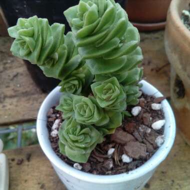 Crassula 'Green Pagoda'