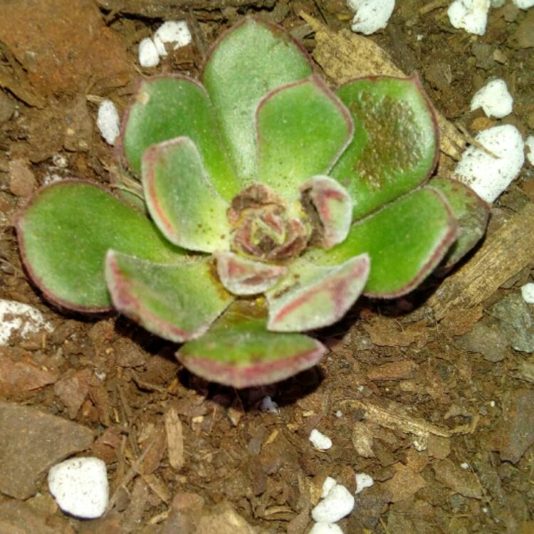 Plant image Echeveria Joan Daniel