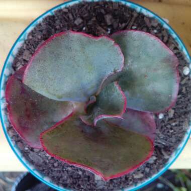 Echeveria Etna