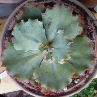 Echeveria Verrugas