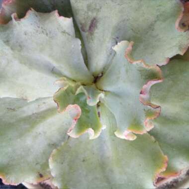 Echeveria Verrugas