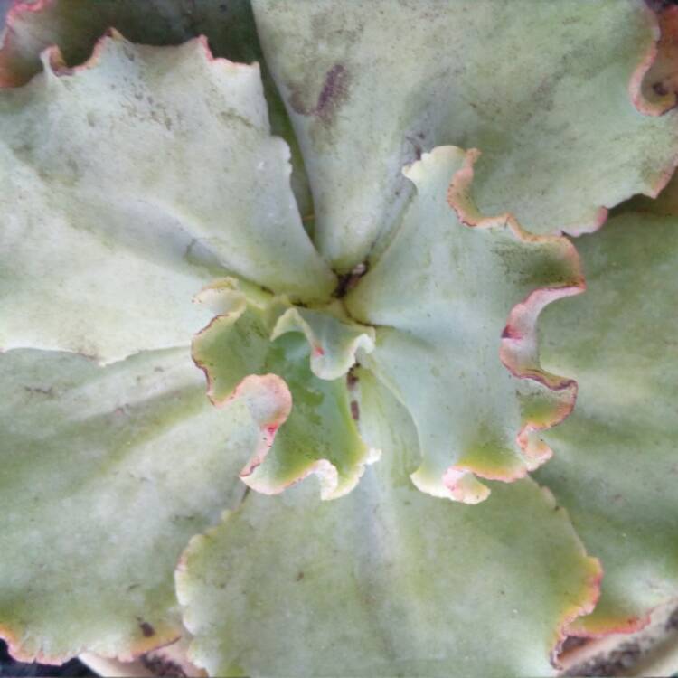 Plant image Echeveria Verrugas