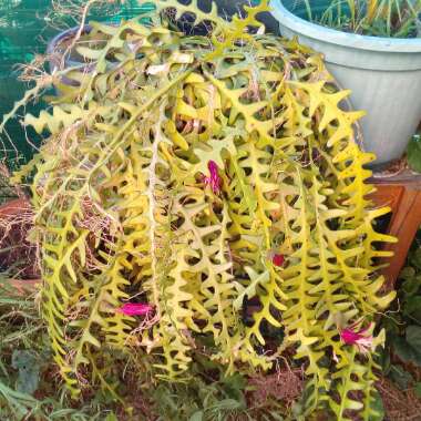 Epiphyllum anguliger