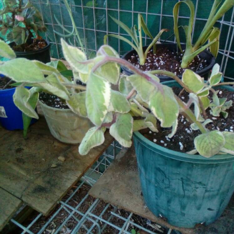 Plant image Coleus amboinicus 'Variegatus' syn. Plectranthus amboinicus 'Variegatus'