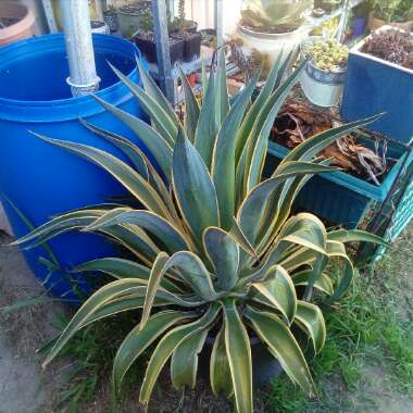 Agave americana 'Variegata'