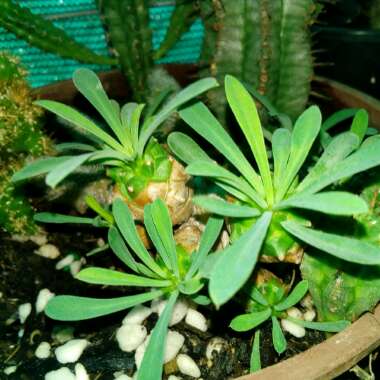 Euphorbia x japonica syn. Euphorbia cv. Cocklebur