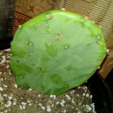 Opuntia