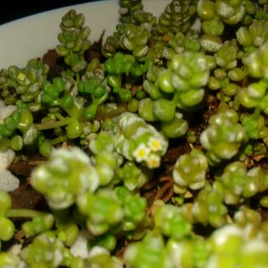 Crassula corallina