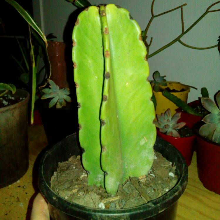 Plant image Cereus