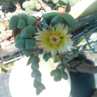 Corpuscularia lehmannii syn. Delosperma lehmannii