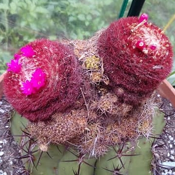 Melocactus