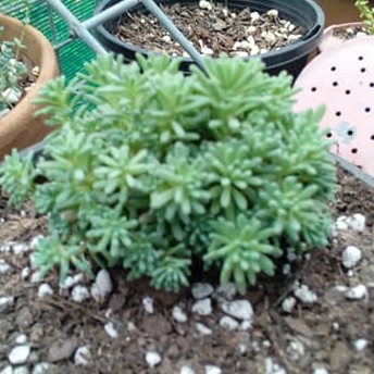 Sedum rubens 'Lizard Of Madagascar'