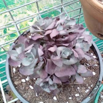 Sedum 'Sunsparkler Blue Pearl'