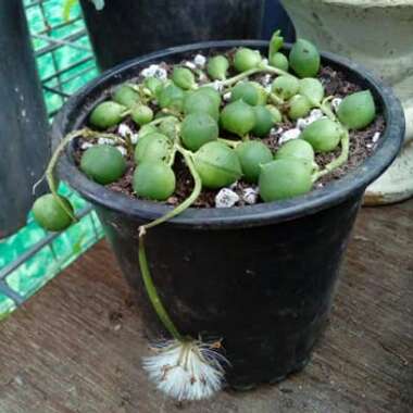 Senecio rowleyanus