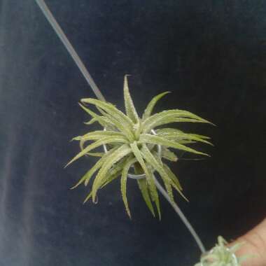 Tillandsia