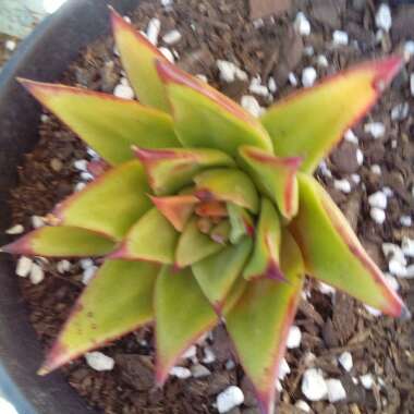 Echeveria Agavoides Red Edge