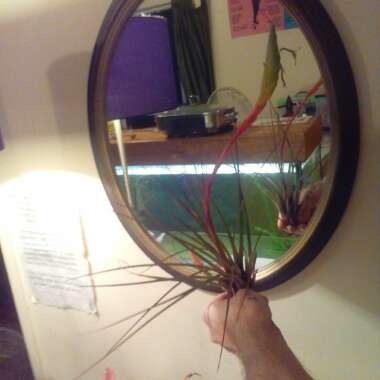 Tillandsia