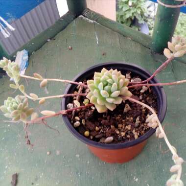 Echeveria Prolifica