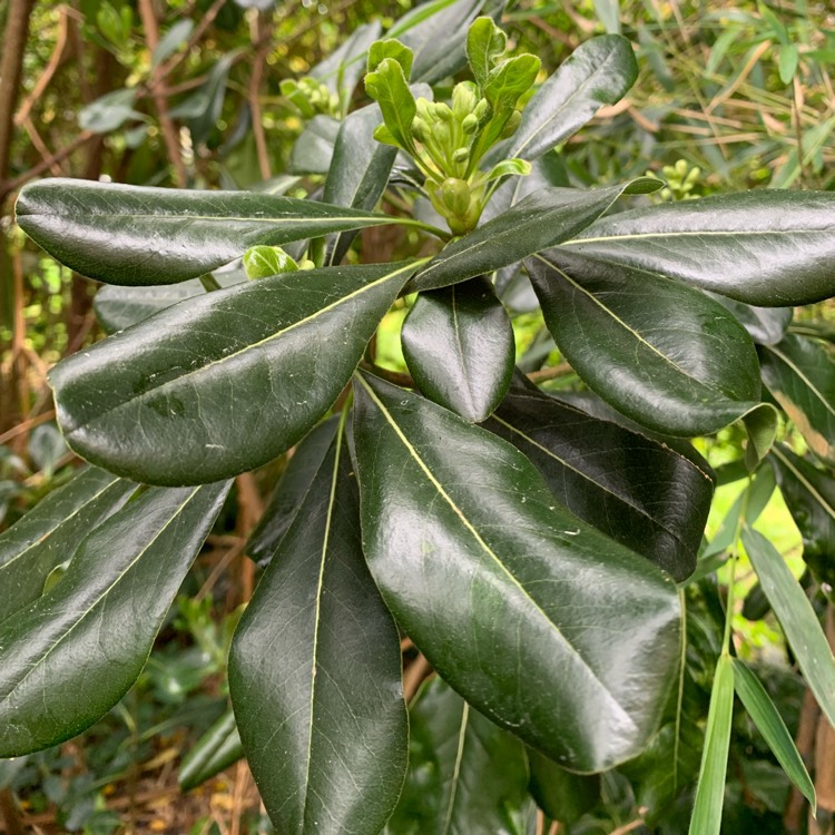 Plant image Pittosporum tobira