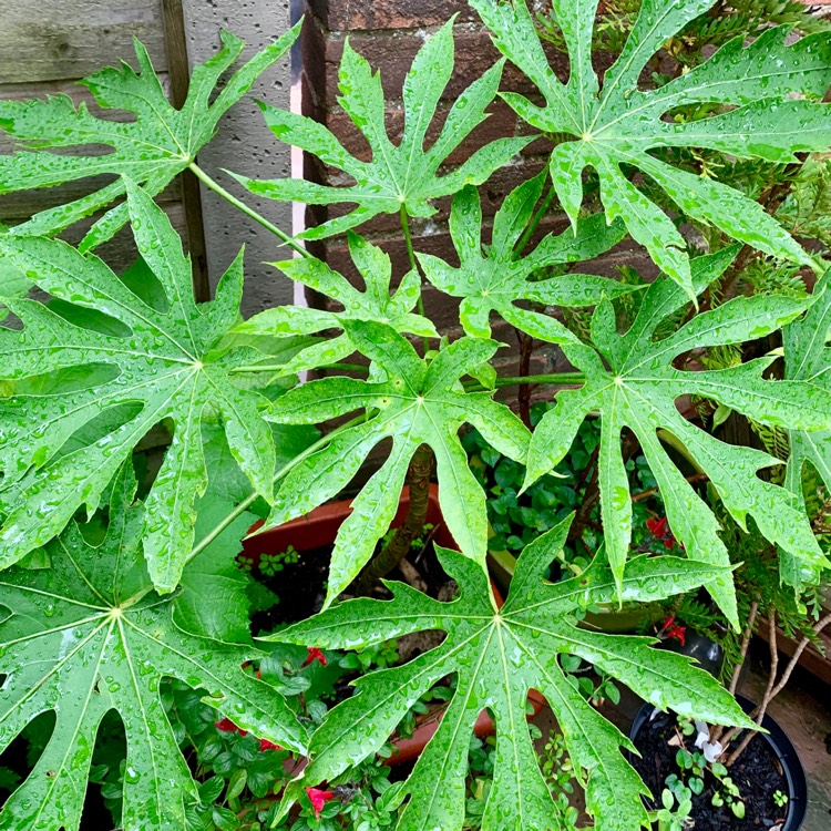 Plant image Fatsia polycarpa 'Needham's Form' syn. Fatsia polycarpa 'Needham's Lace', Fatsia polycarpa 'Tregye Form'