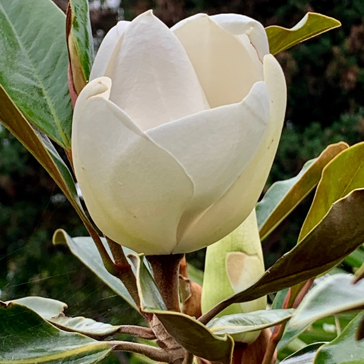 Plant image Magnolia grandiflora 'Little Gem'