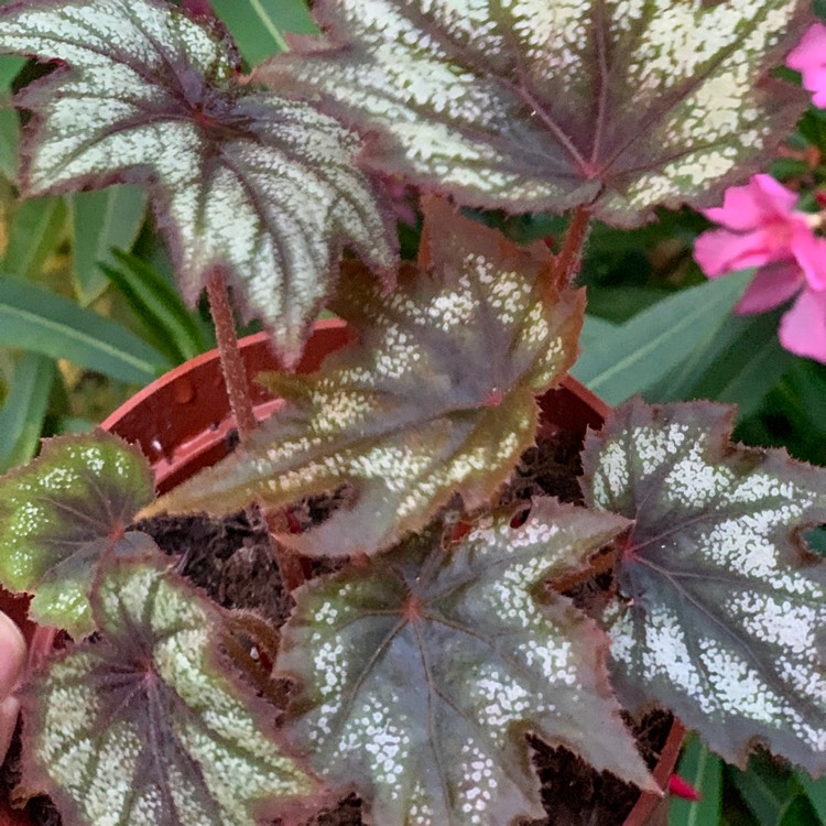 Plant image Begonia 'Little Brother Montgomery'