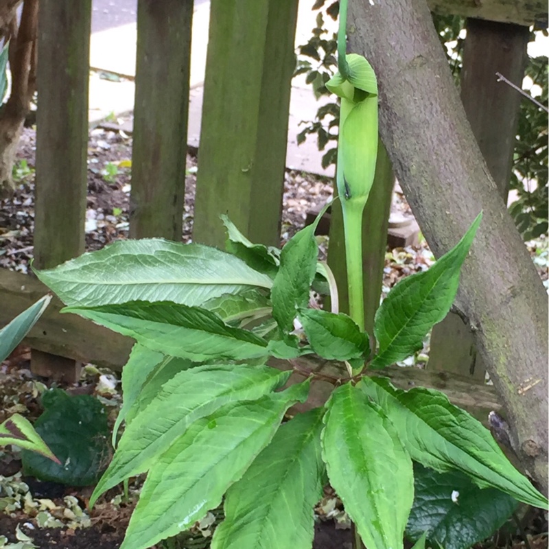 Plant image Arisaema tortuosum