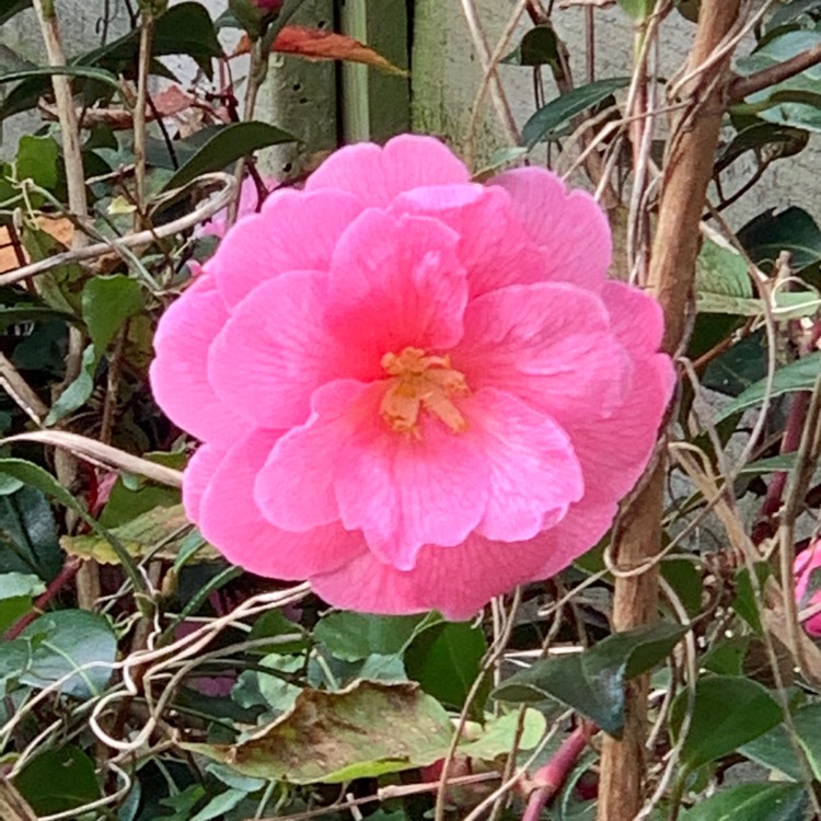 Plant image Camellia x williamsii 'Anticipation'