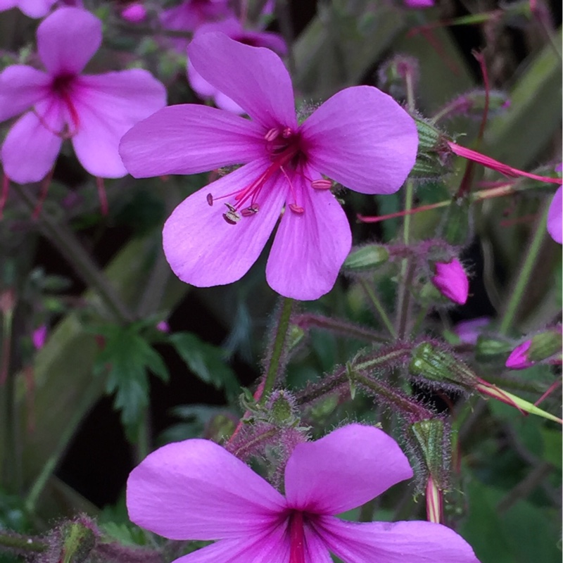 Plant image Geranium 'palmatum'