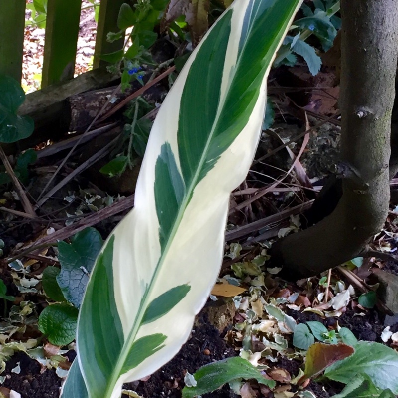 Plant image Canna 'Stuttgart'