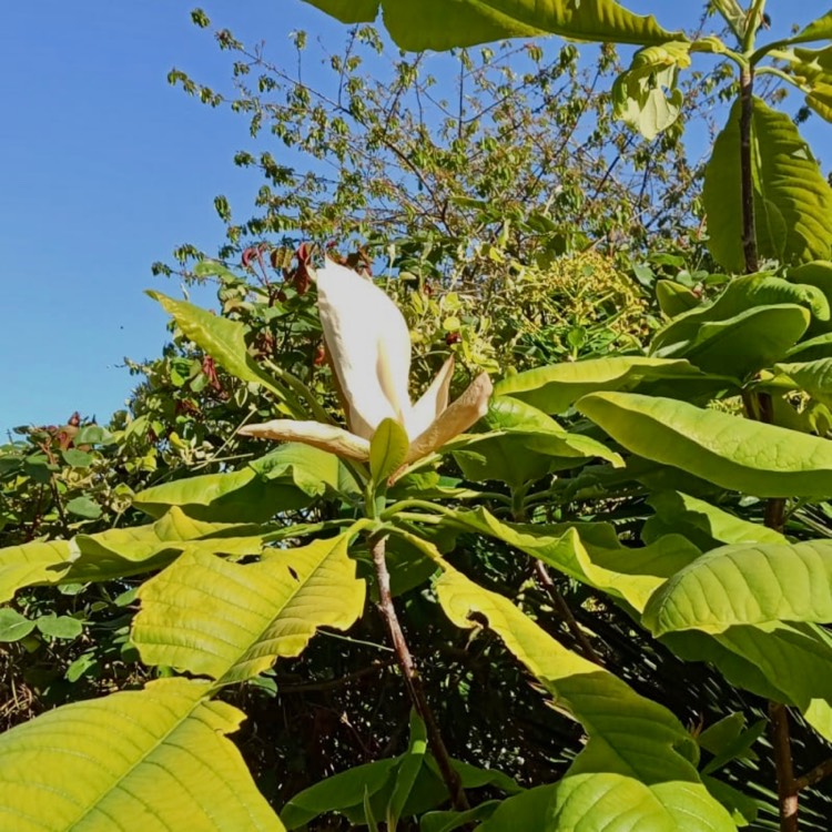 Plant image Magnolia tripetala