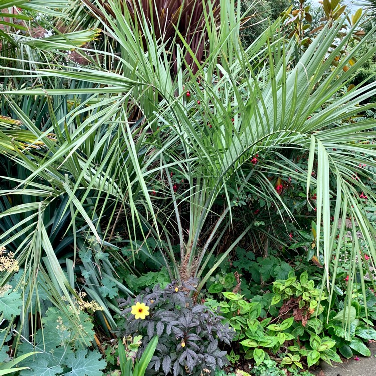 Plant image Butia eriospatha