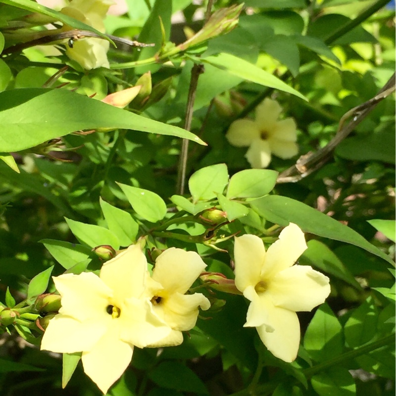 Plant image Jasminum officinale affine 'Clotted cream' (Devon Cream)