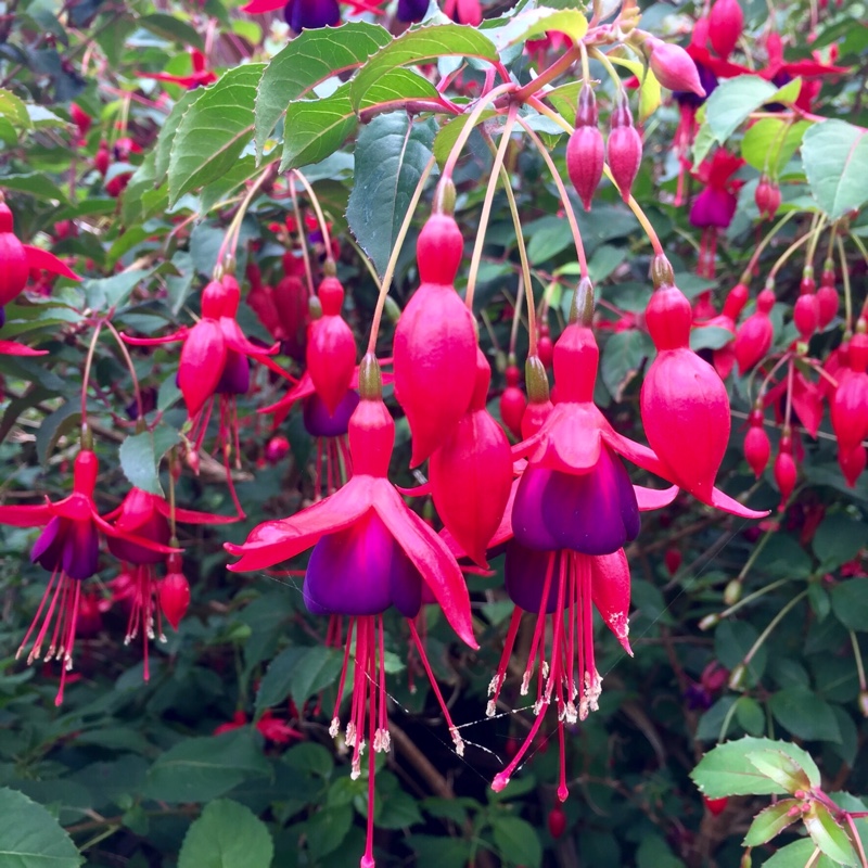 Fuchsia 'Mrs Popple'