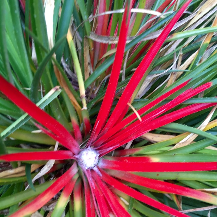 Plant image Fascicularia Pitcairnifolia