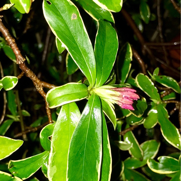 Plant image Daphne Odora 'Aureomarginata'