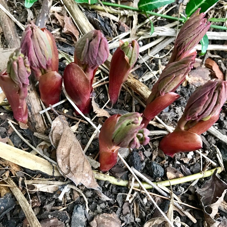 Plant image Paeonia daurica subsp. mlokosewitschii syn. Paeonia mlokosewitschii