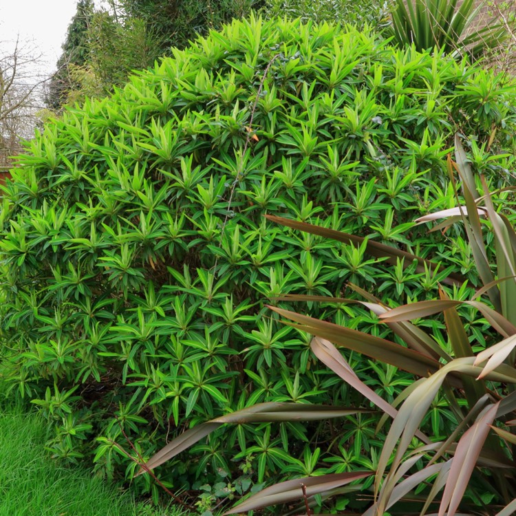 Plant image Euphorbia mellifera