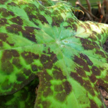 Dysosma versipellis 'Spotty Dotty' syn. Podophyllum versipelle 'Spotty Dotty'