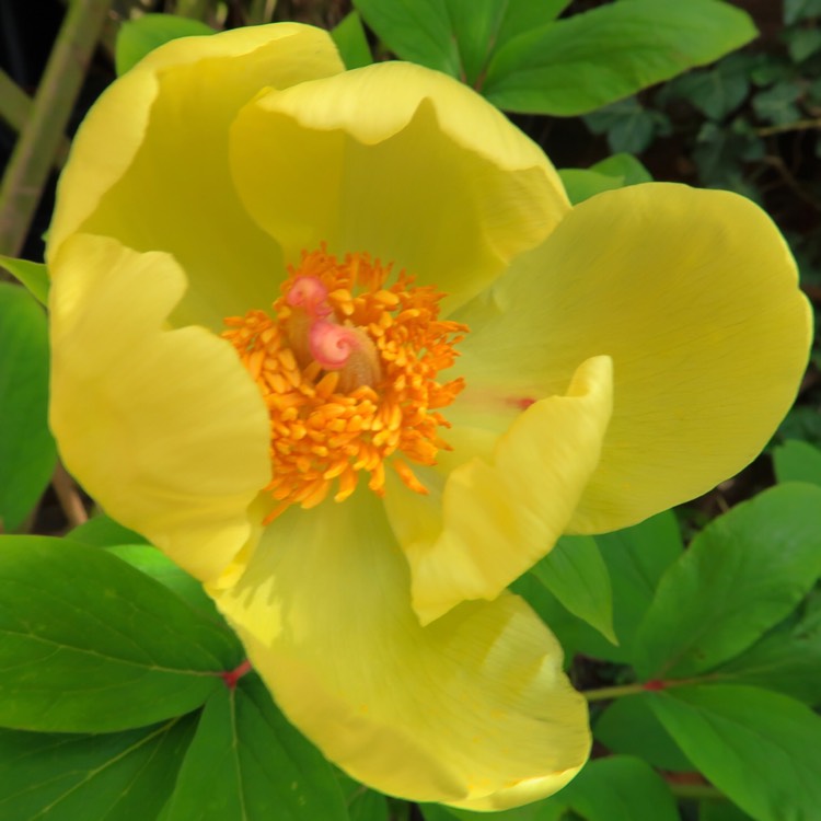 Plant image Paeonia daurica subsp. mlokosewitschii syn. Paeonia mlokosewitschii