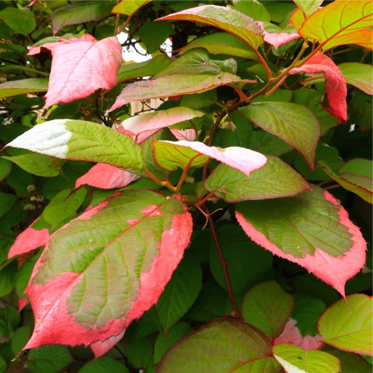 Plant image Actinidia kolomikta syn. Actinidia maloides