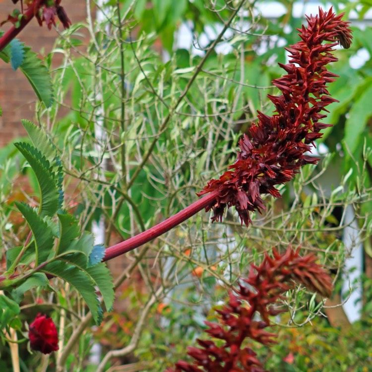 Plant image Melianthus major