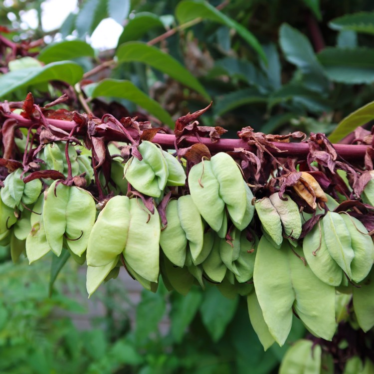 Plant image Melianthus major