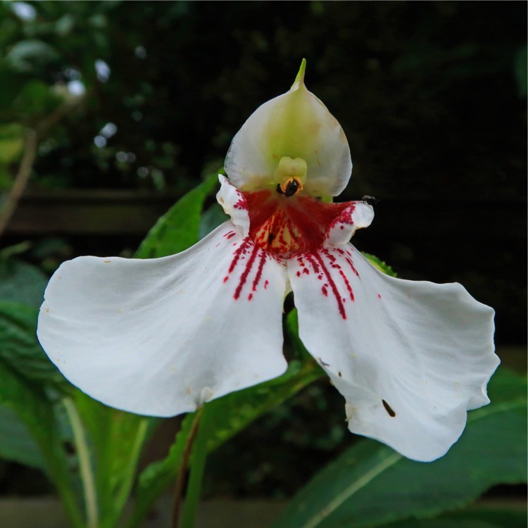 Plant image Impatiens tinctoria