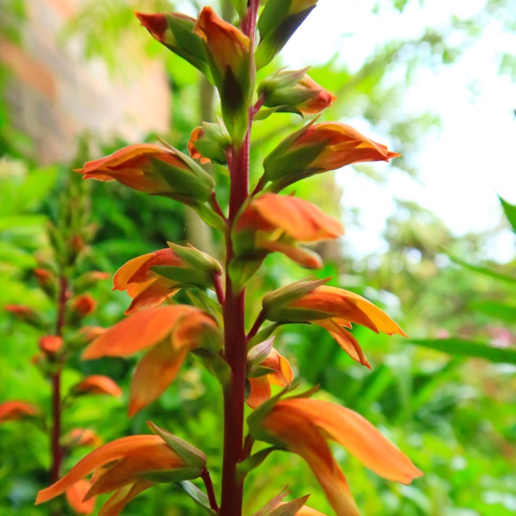 Plant image Digitalis canariensis syn. Isoplexis canariensis