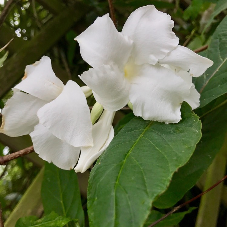 Plant image Mandevilla laxa