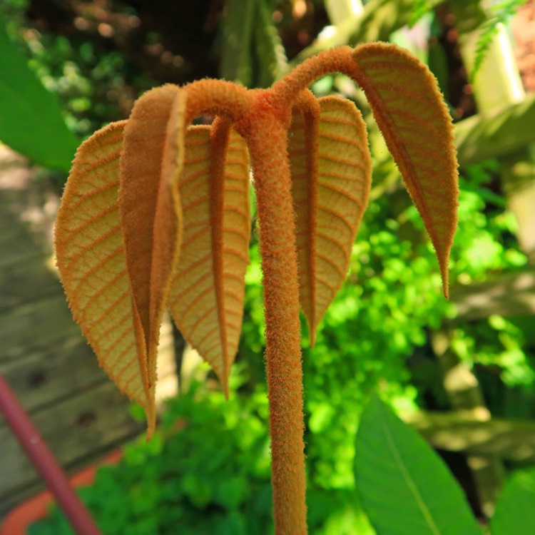 Plant image Schefflera macrophylla