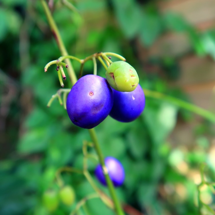 Plant image Dianella