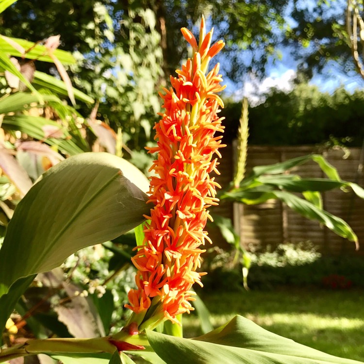 Plant image Hedychium densiflorum 'Assam Orange'